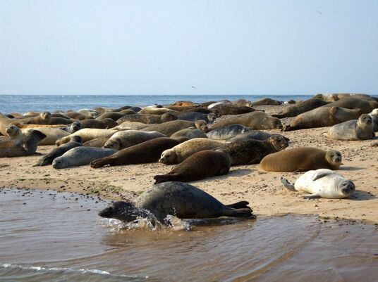 Blakeney Point Seal colony